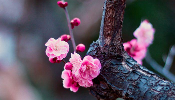 Ume in Tokyo: The Japanese Plum Blossom | byFood